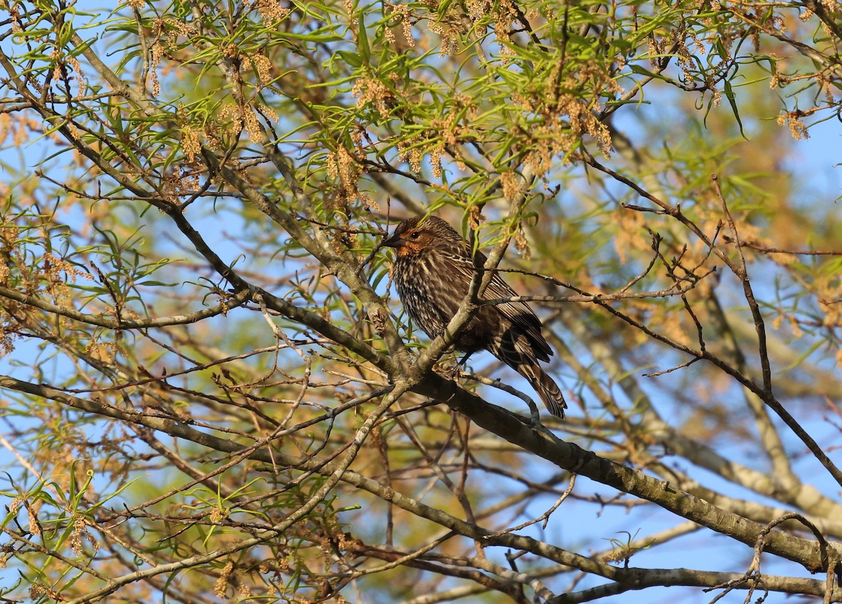 Rotflügelstärling - ML653910410