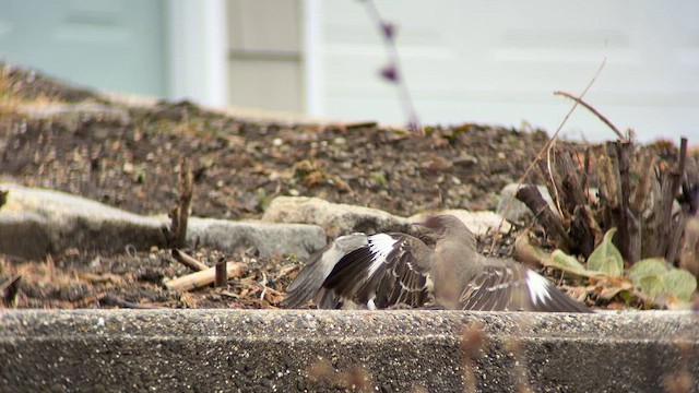 Kuzeyli Taklitçi - ML653910412