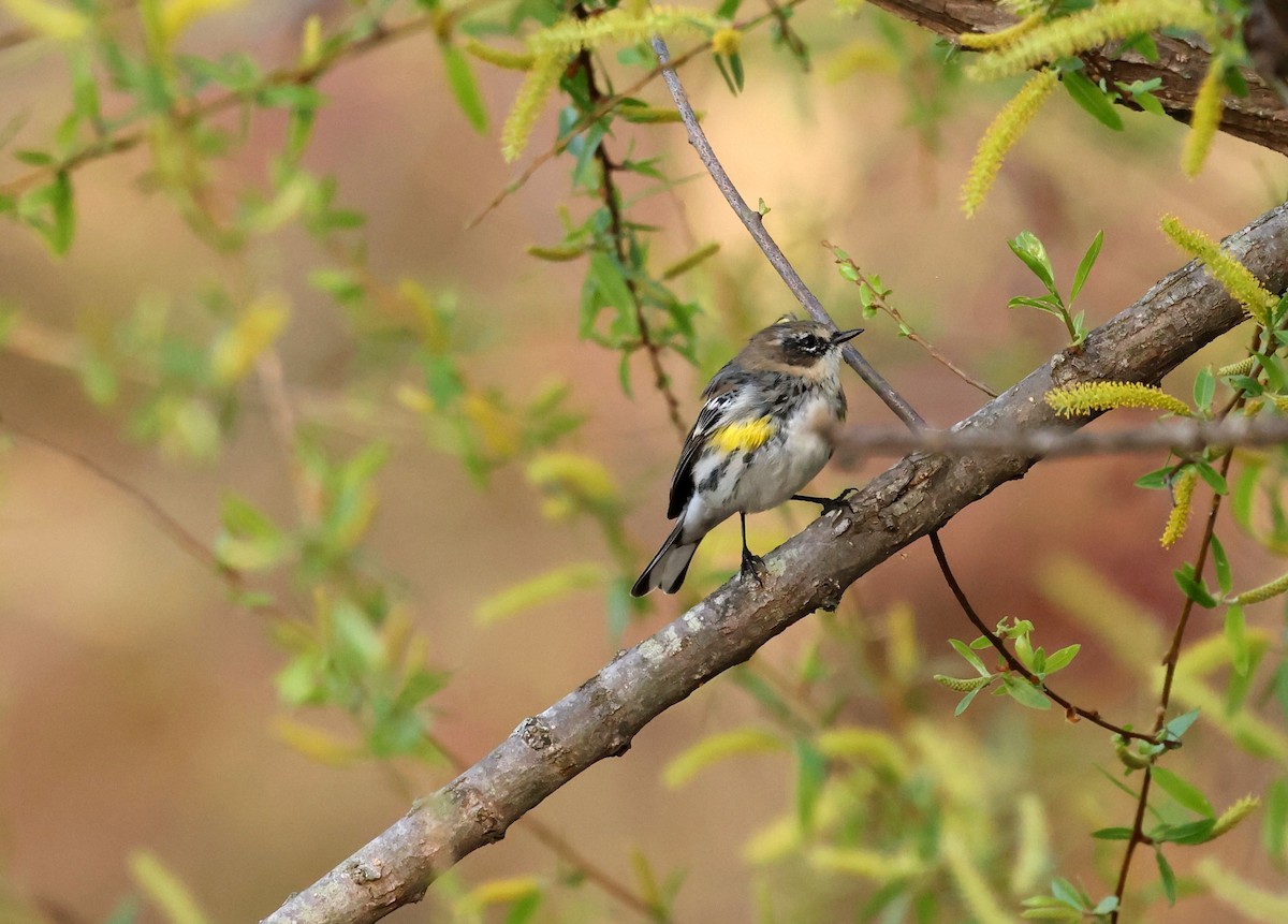 Kronenwaldsänger (coronata) - ML653910423