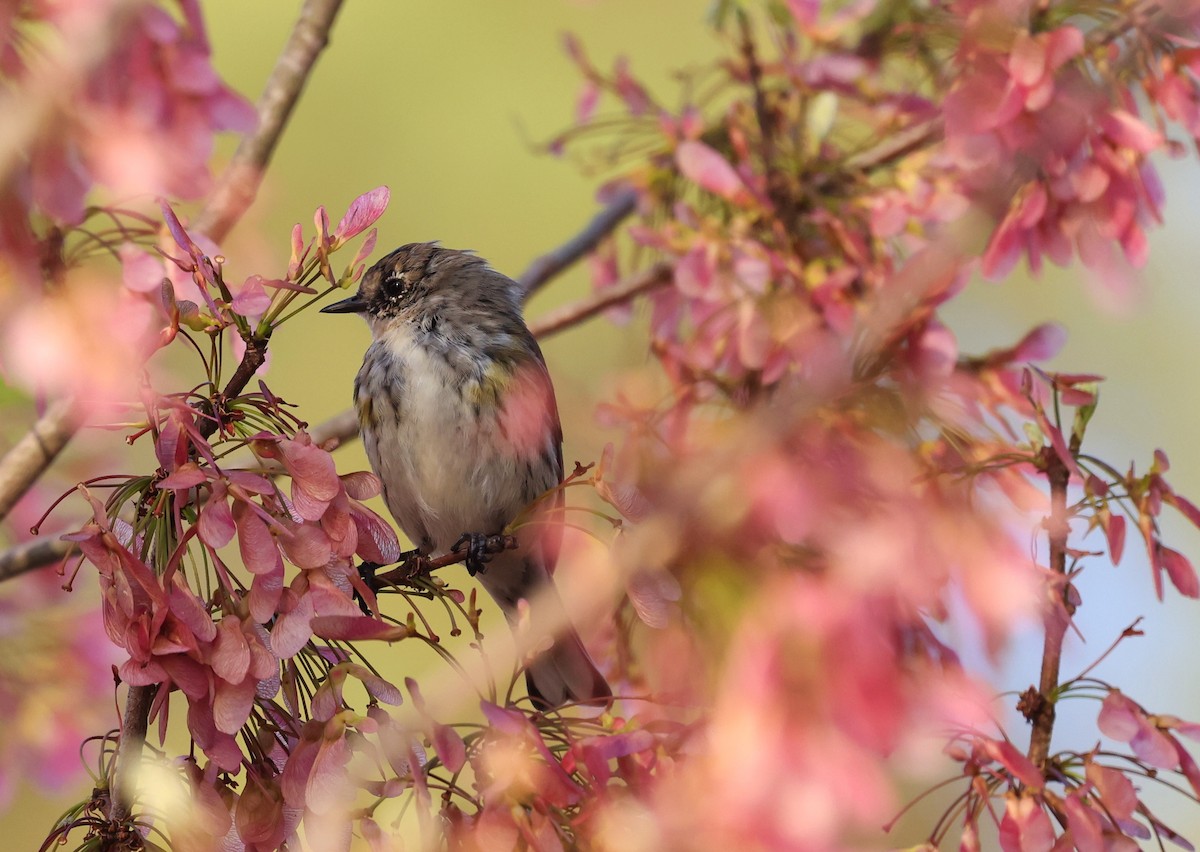 Kronenwaldsänger (coronata) - ML653910424
