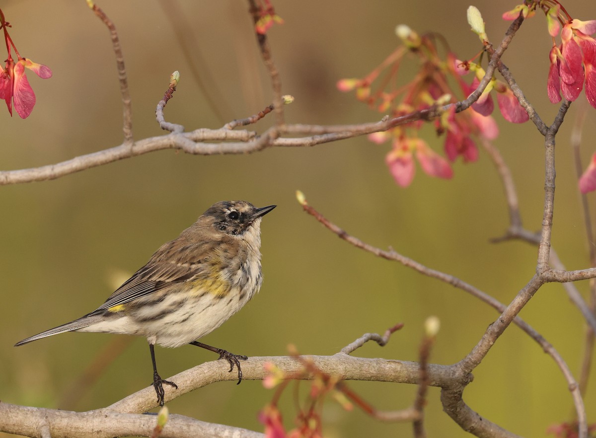 Kronenwaldsänger (coronata) - ML653910425