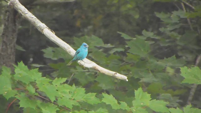 Indigo Bunting - ML653911536