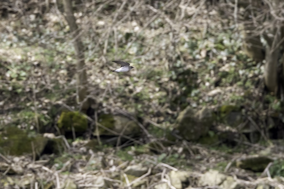 Northern Rough-winged Swallow - ML653912312