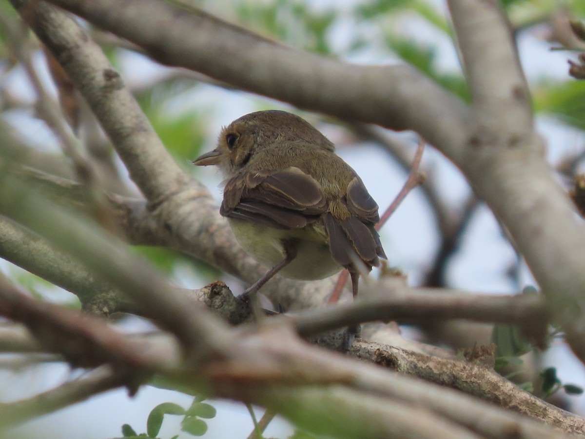 Fulvous-crowned Scrub-Tyrant - ML653913885