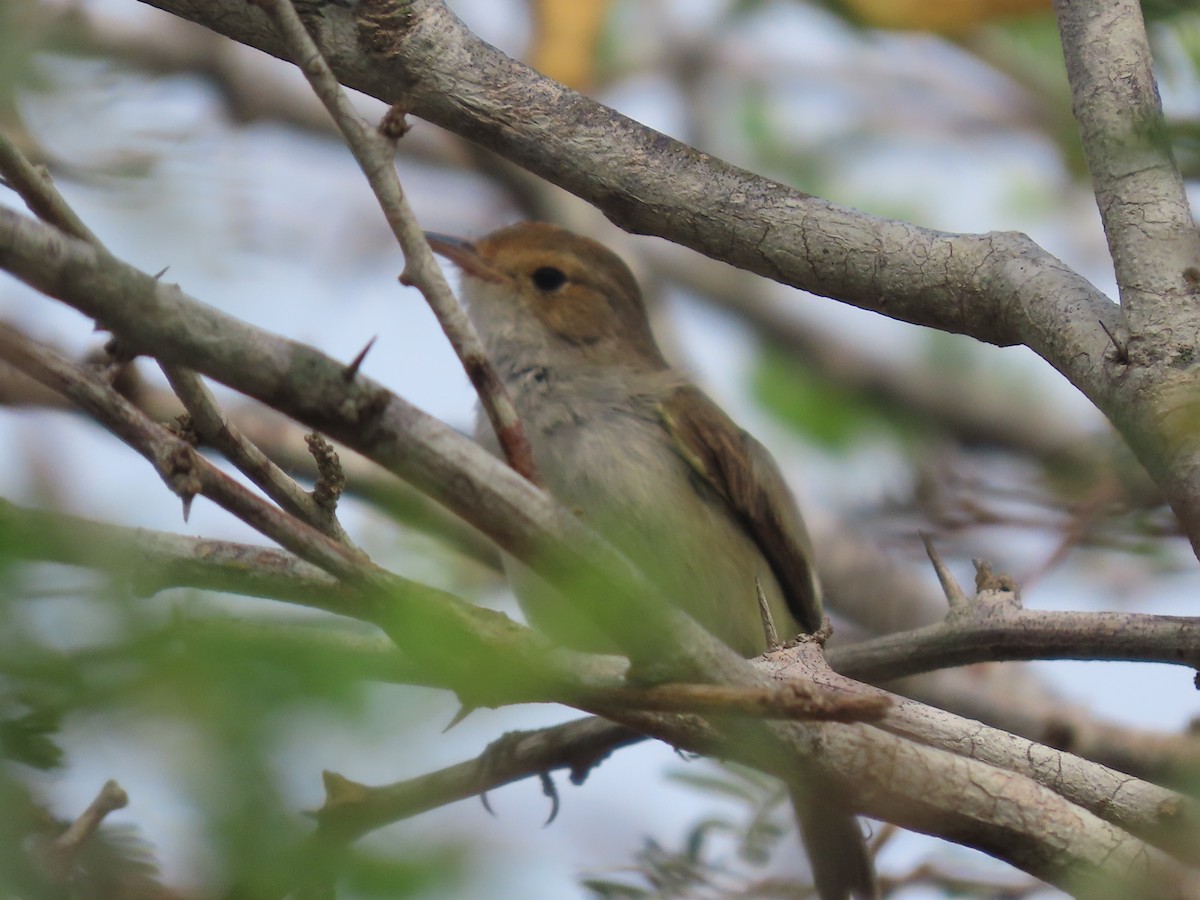 Fulvous-crowned Scrub-Tyrant - ML653913895