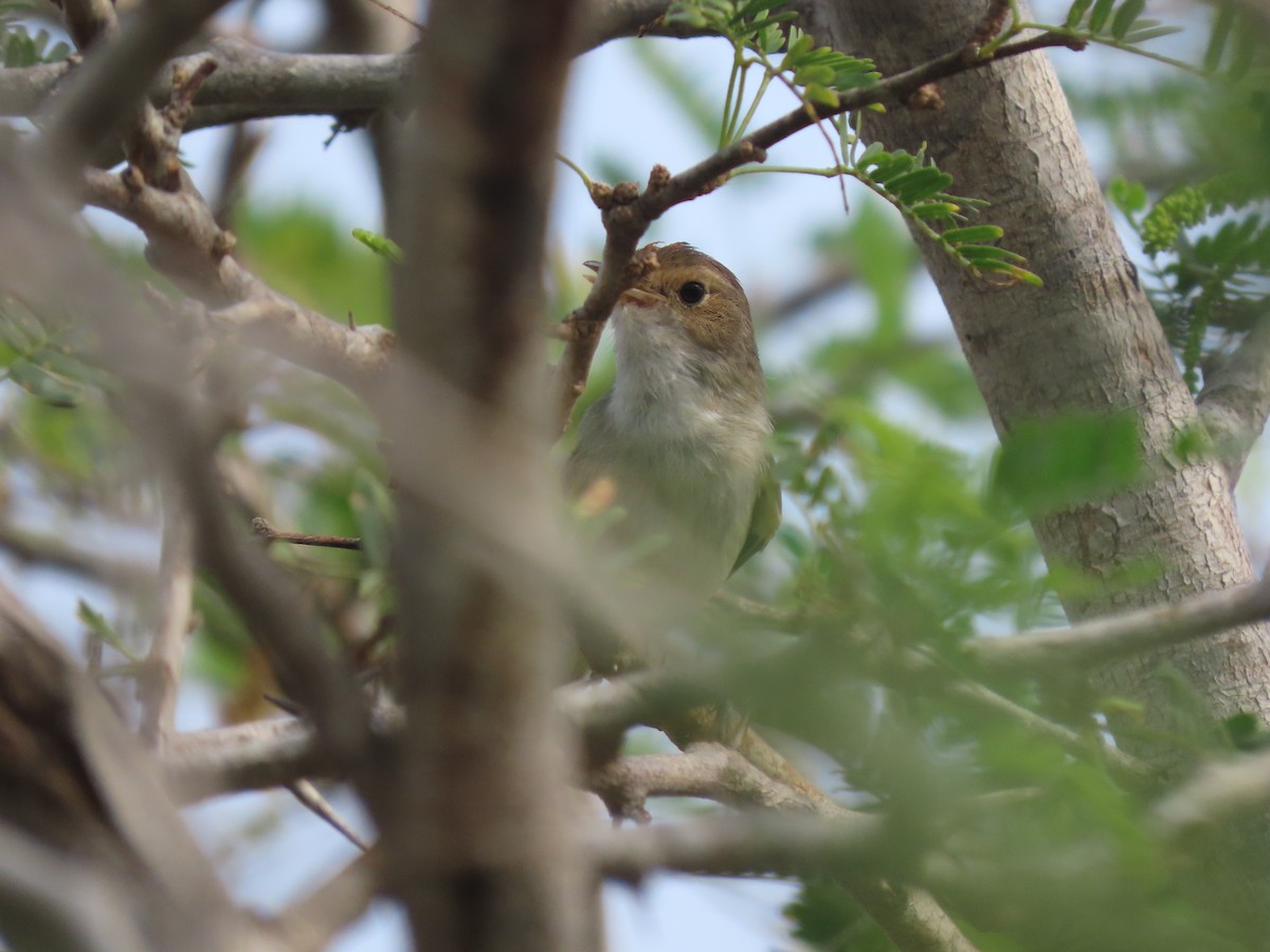 Fulvous-crowned Scrub-Tyrant - ML653913909