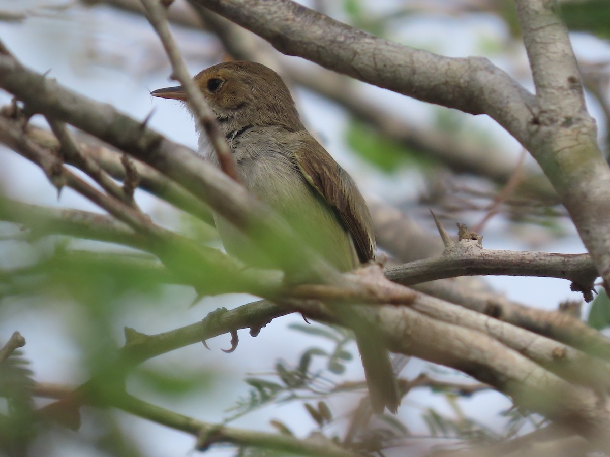 Fulvous-crowned Scrub-Tyrant - ML653913920