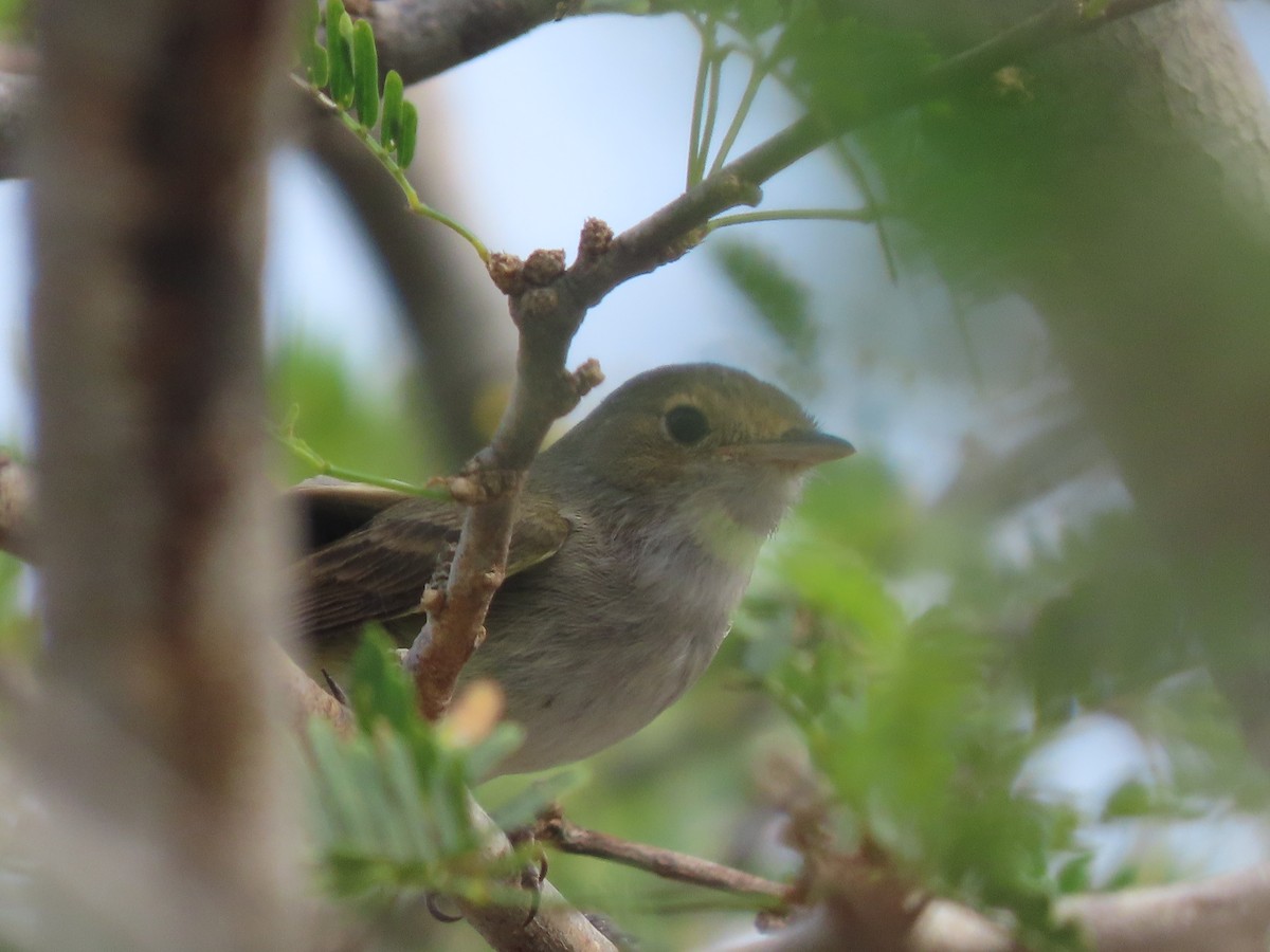 Fulvous-crowned Scrub-Tyrant - ML653913929