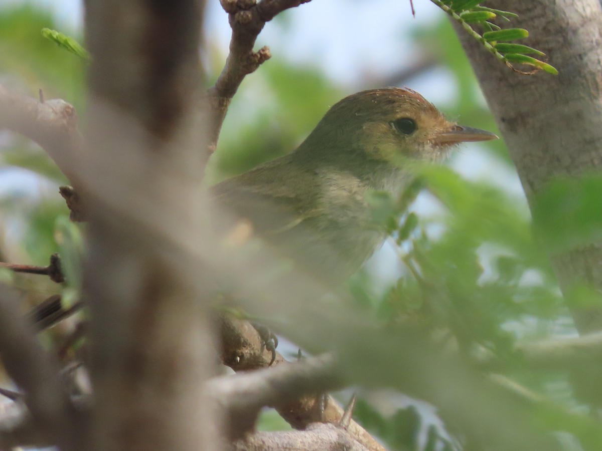 Fulvous-crowned Scrub-Tyrant - ML653913936