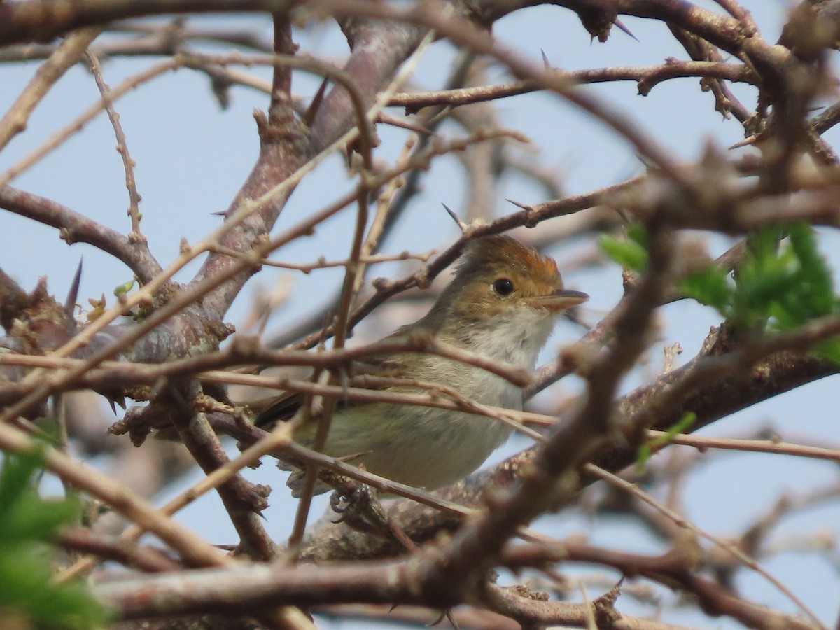 Fulvous-crowned Scrub-Tyrant - ML653913952