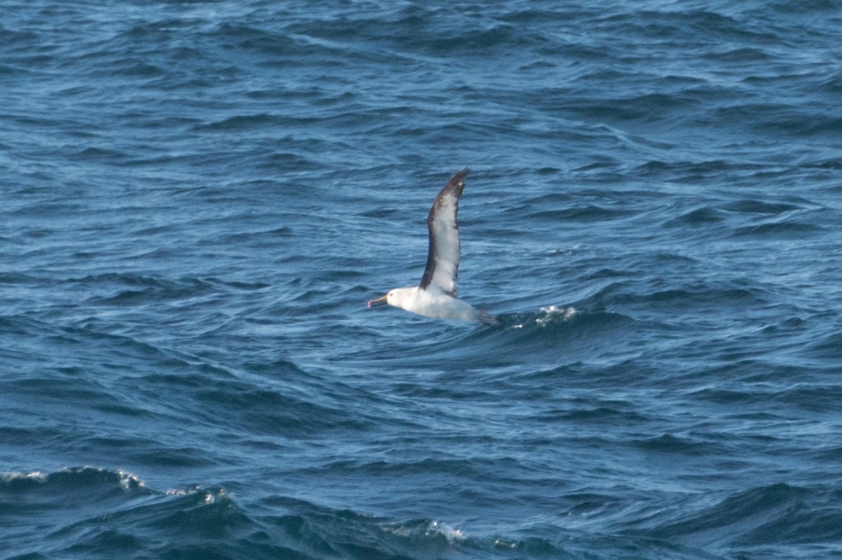 Atlantic Yellow-nosed Albatross - ML653915621