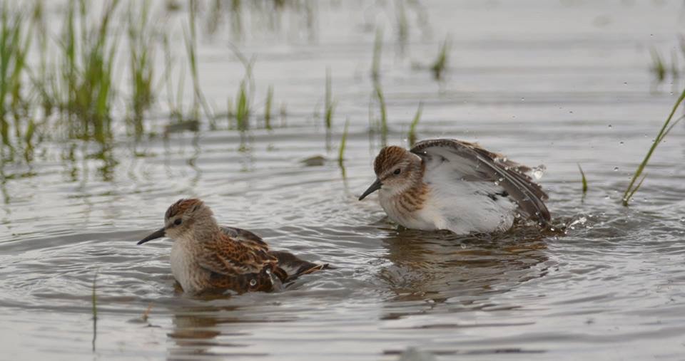 Least Sandpiper - François Hamel