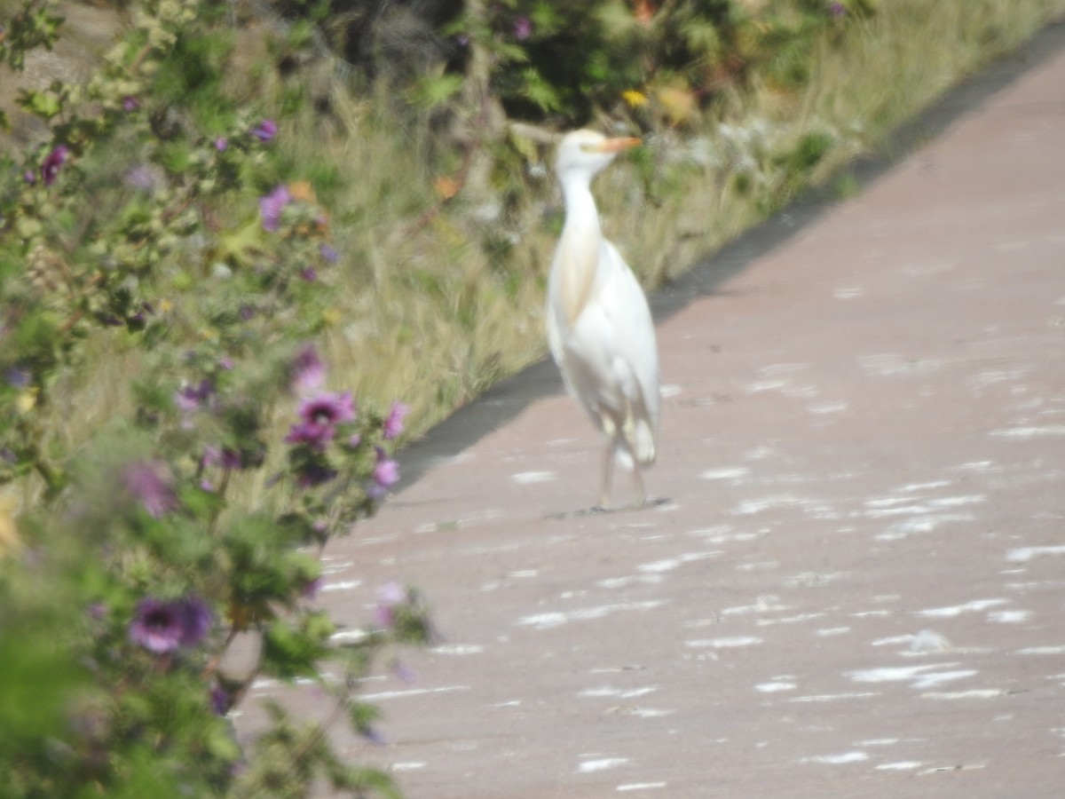 Western Cattle-Egret - ML653917064