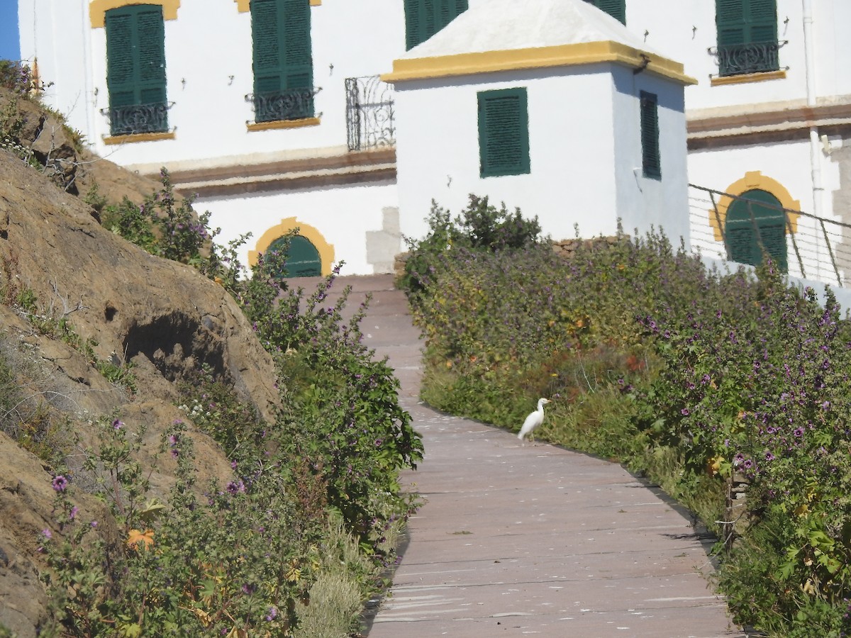 Western Cattle-Egret - ML653917065