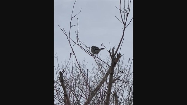 Kuzeyli Taklitçi - ML653918021