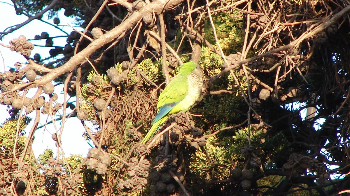 Monk Parakeet - Deva Migrador