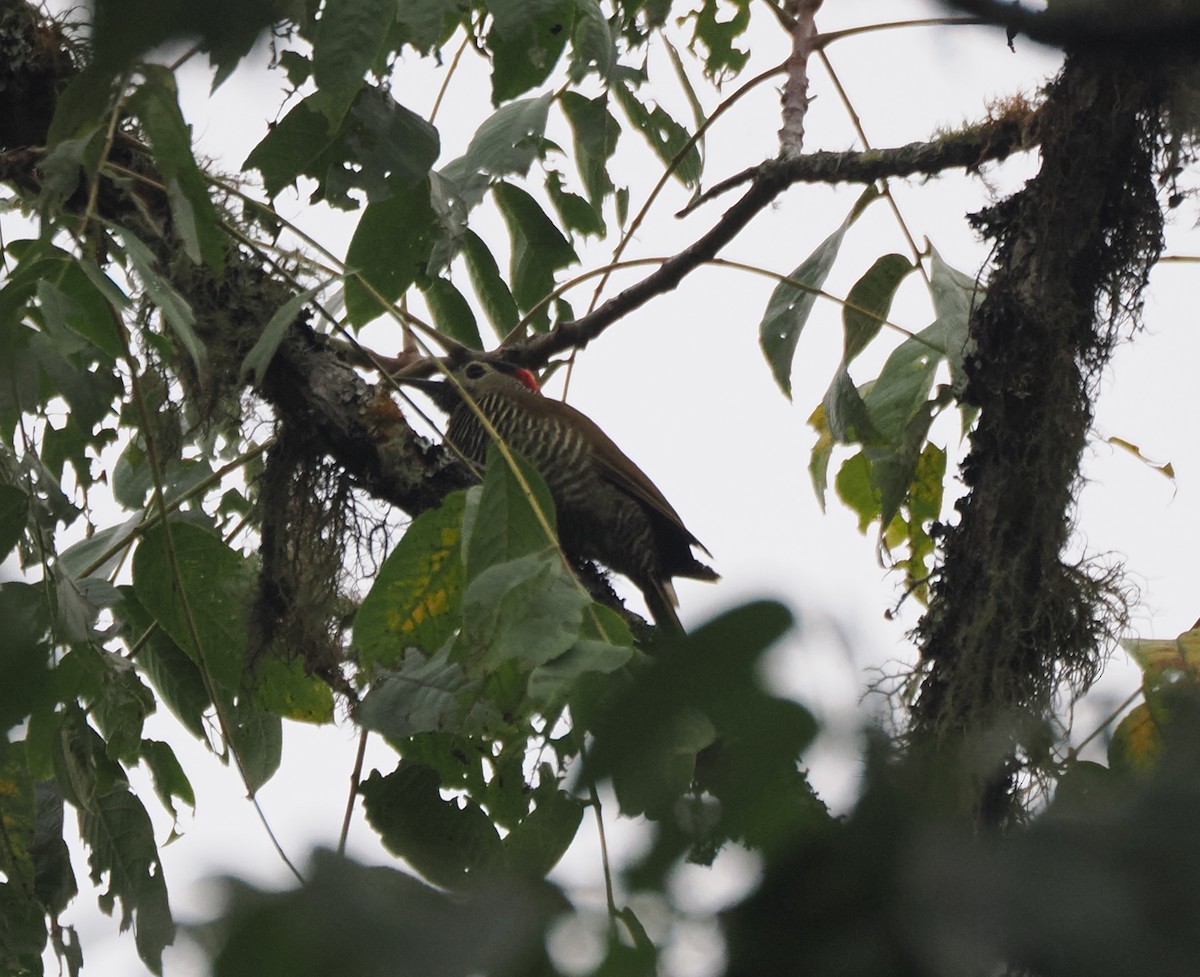 Golden-olive Woodpecker - ML653920244