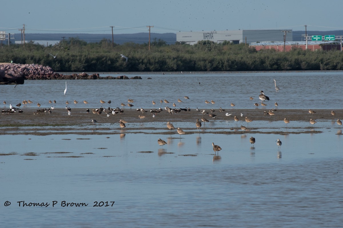 Western Sandpiper - ML65392621