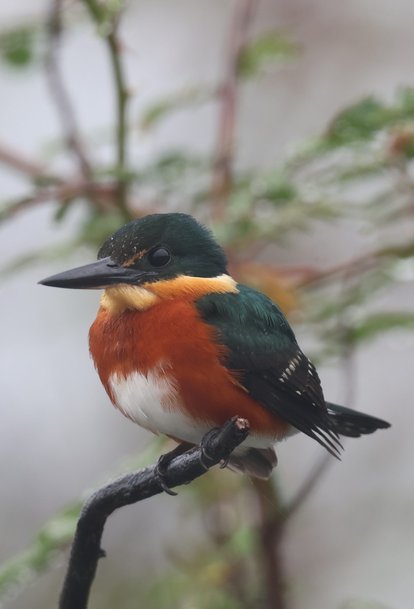 American Pygmy Kingfisher - ML653927114