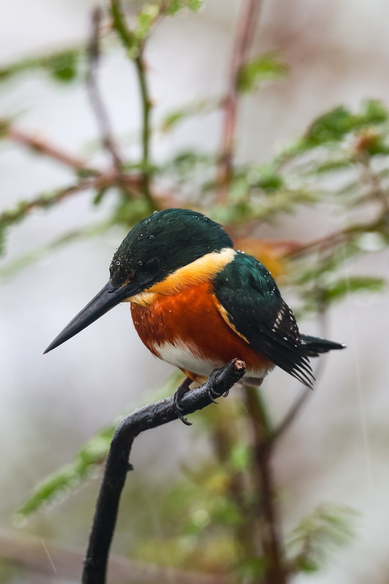 American Pygmy Kingfisher - ML653927115
