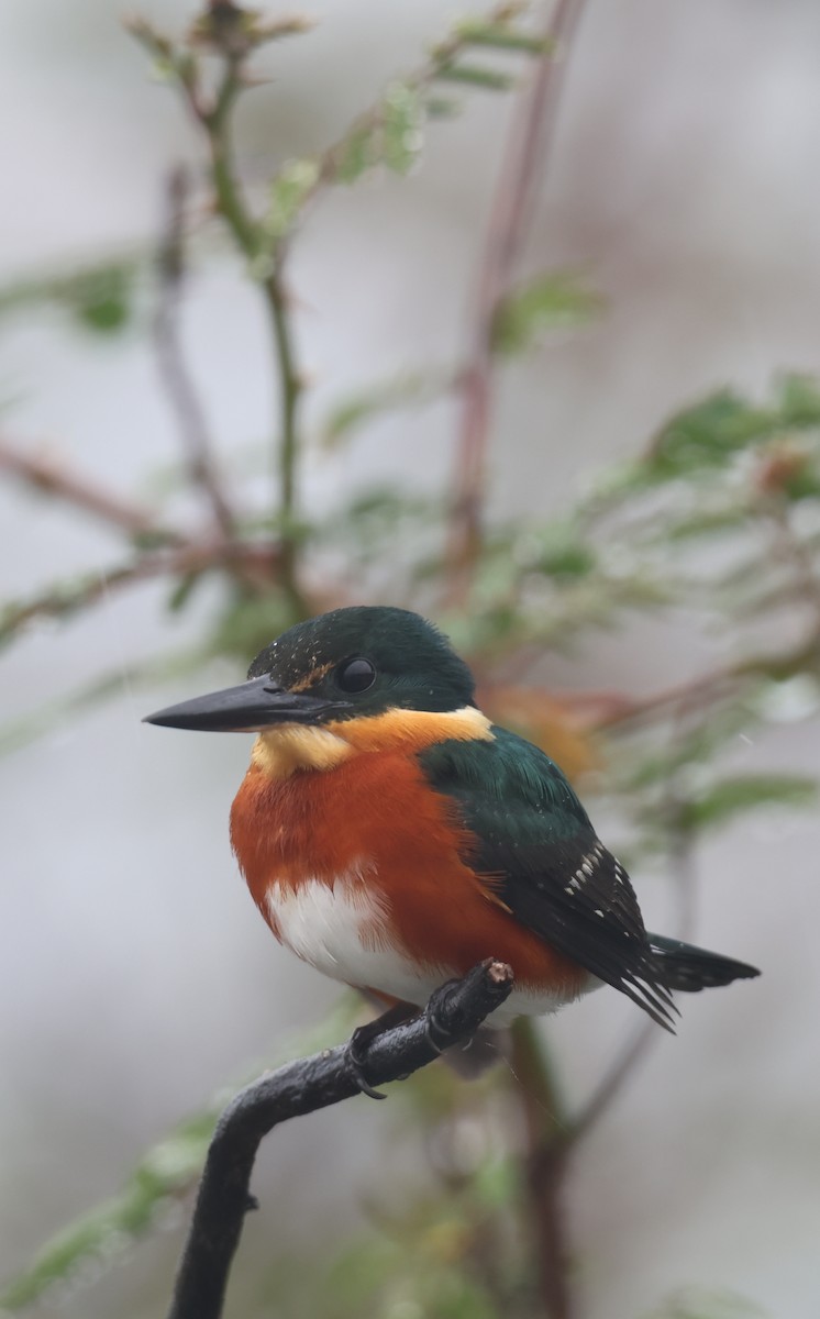 American Pygmy Kingfisher - ML653927116