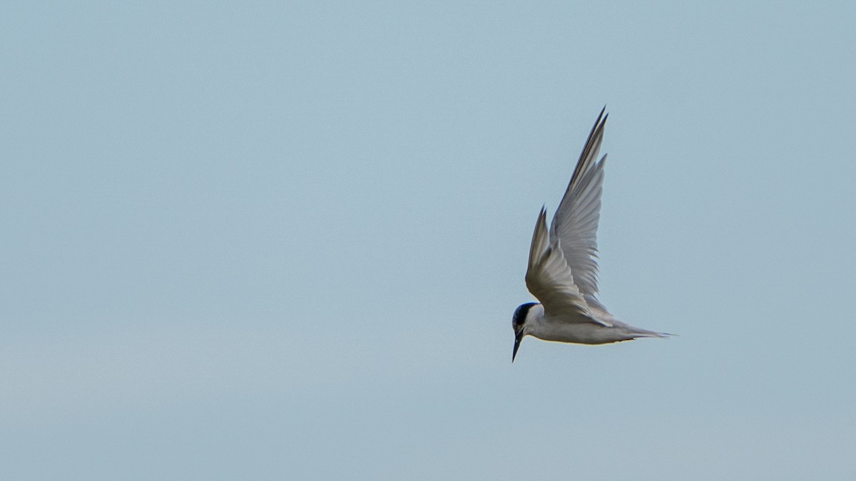Damara Tern - ML653927243