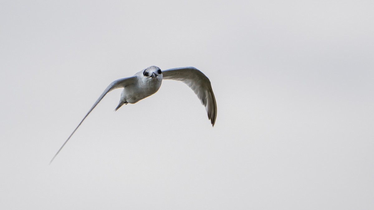 Damara Tern - ML653927244