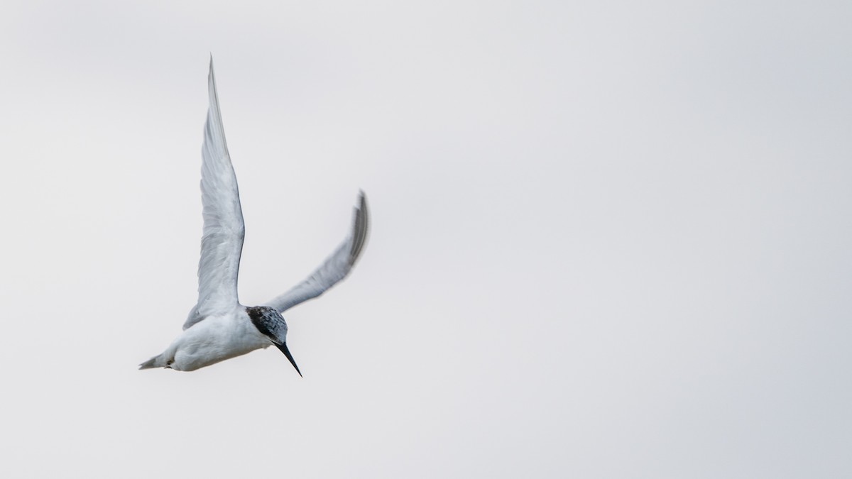 Damara Tern - ML653927245