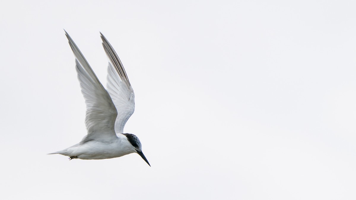 Damara Tern - ML653927246