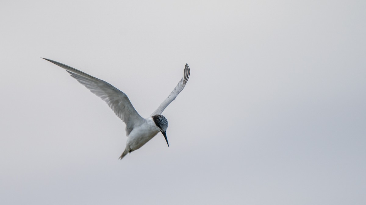 Damara Tern - ML653927247