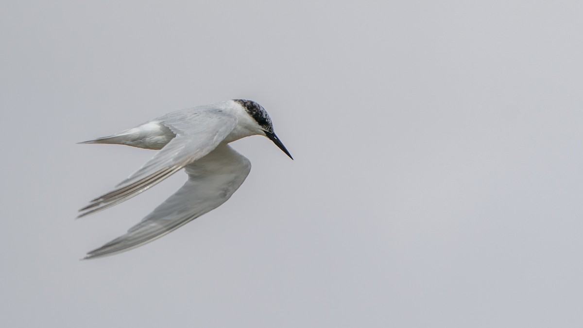 Damara Tern - ML653927271