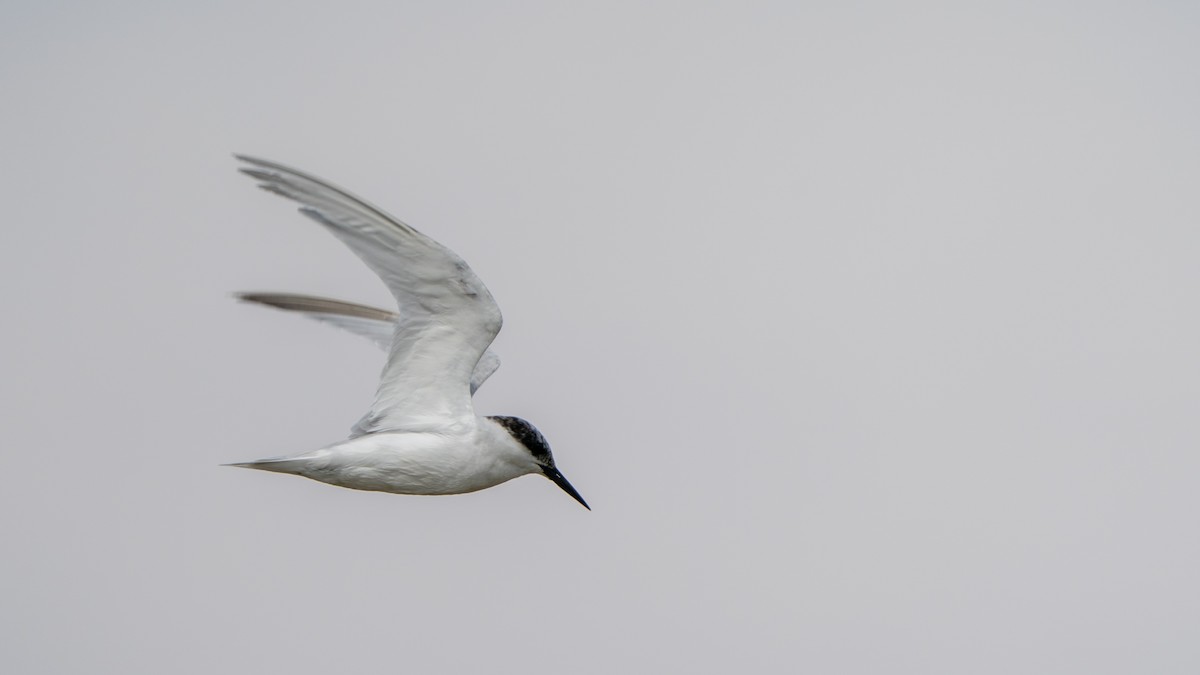 Damara Tern - ML653927272