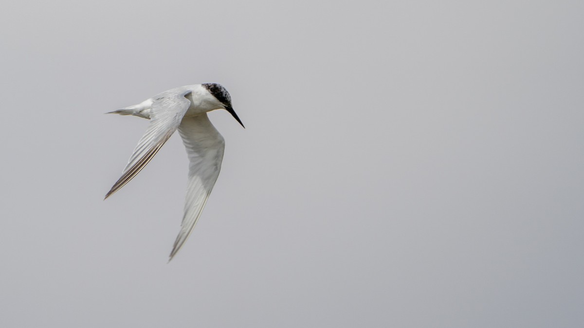 Damara Tern - ML653927273