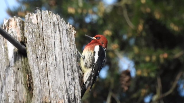 Pic à poitrine rouge - ML653927440