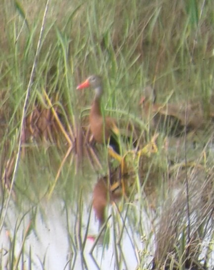 Black-bellied Whistling-Duck - ML65392801