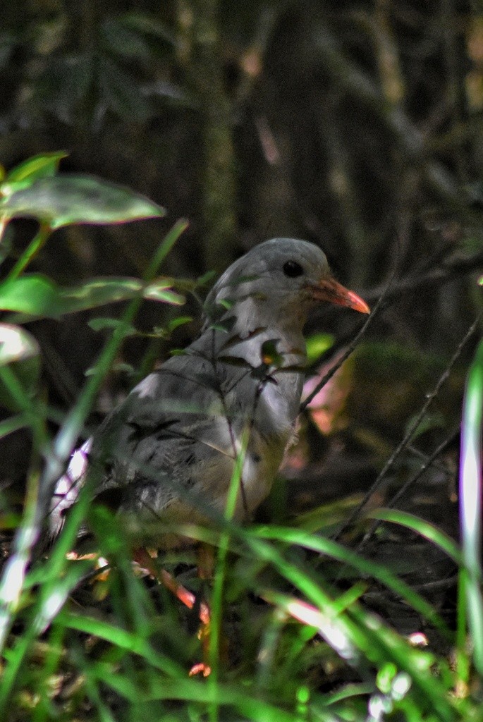kagu chocholatý - ML653928560