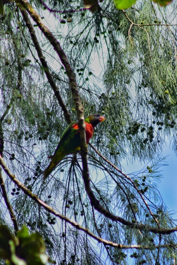 Coconut Lorikeet - ML653928598