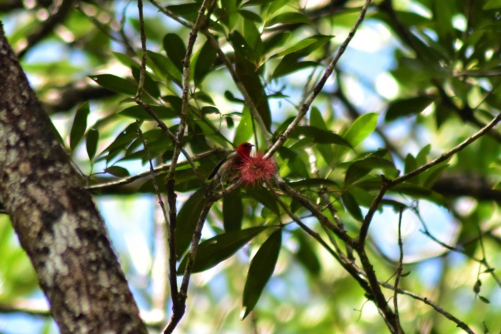 medosavka novokaledonská - ML653928617