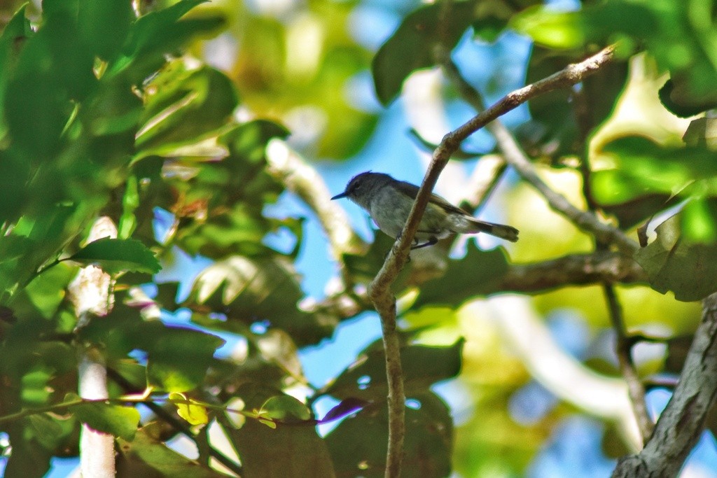 Fan-tailed Gerygone - ML653928663