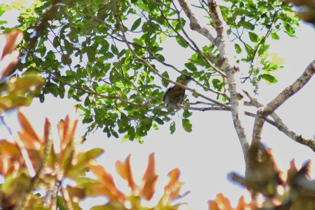 New Caledonian Cuckooshrike - ML653928702
