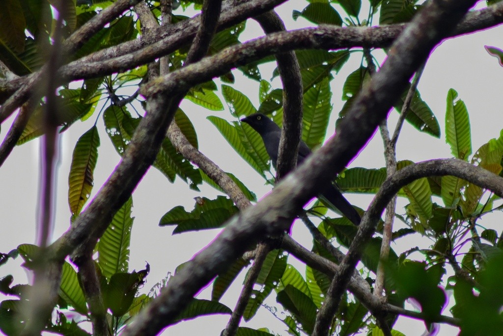 South Melanesian Cuckooshrike - ML653928715
