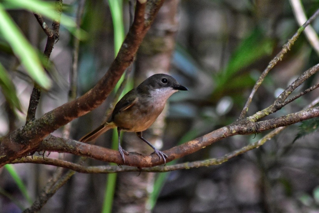 New Caledonian Whistler - ML653928729