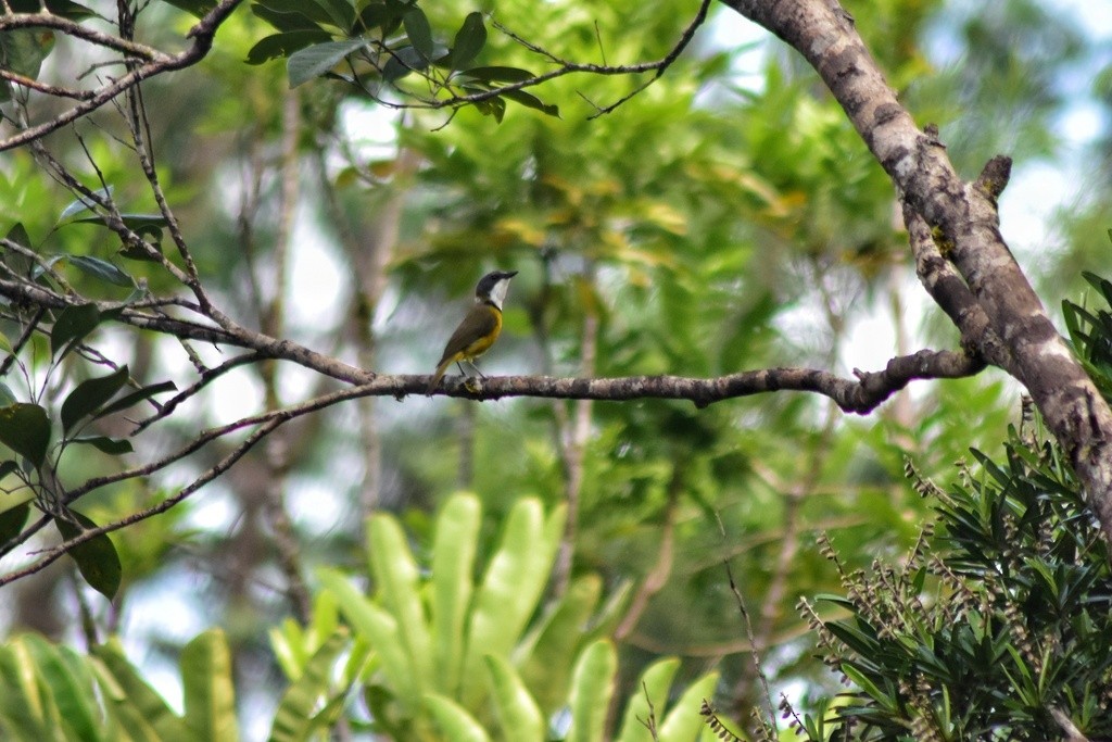 New Caledonian Whistler - ML653928733