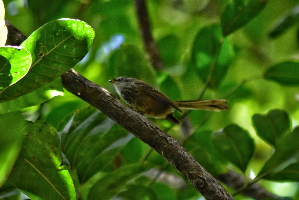 New Caledonian Streaked Fantail - ML653928752