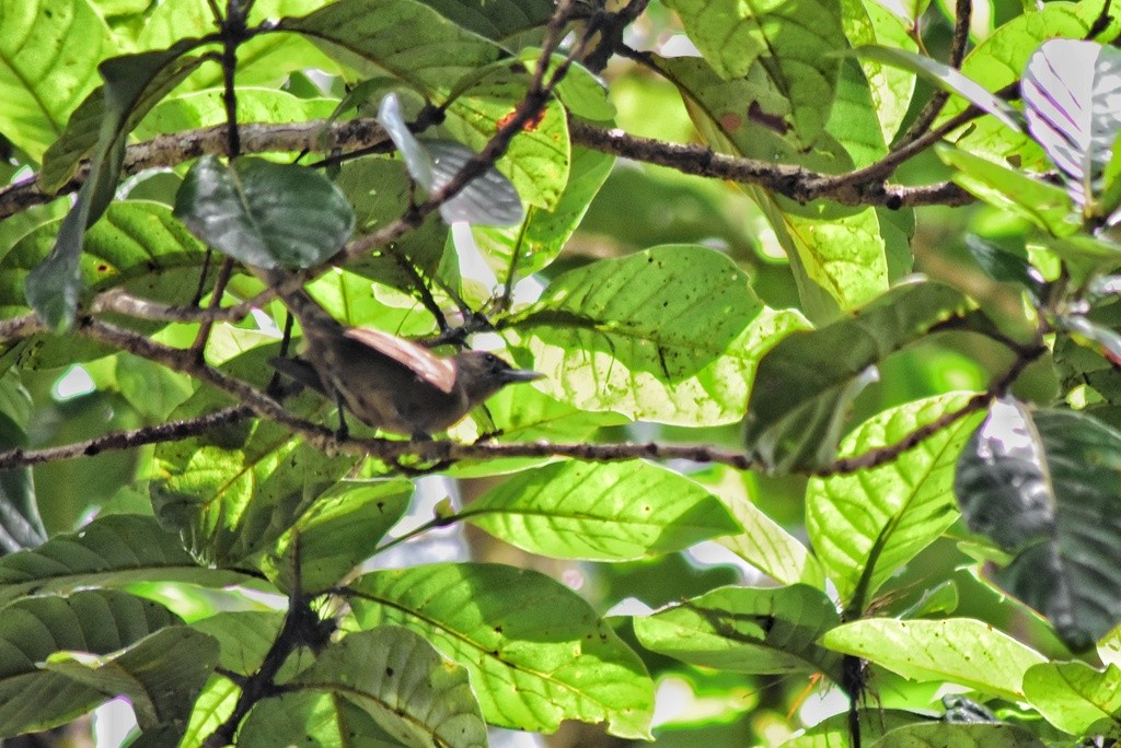 Southern Shrikebill - ML653928760