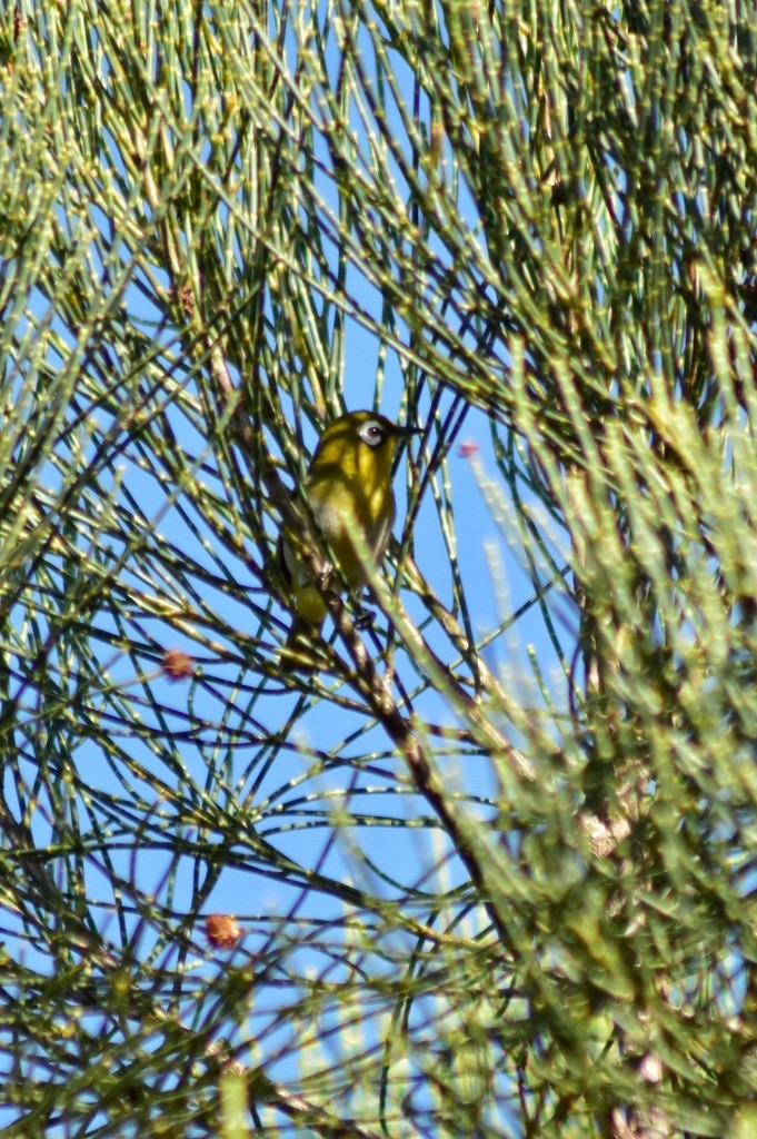 Green-backed White-eye - ML653928785