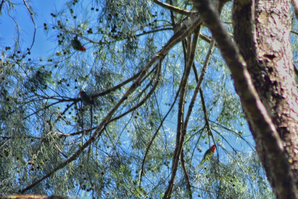 Red-throated Parrotfinch - ML653928810