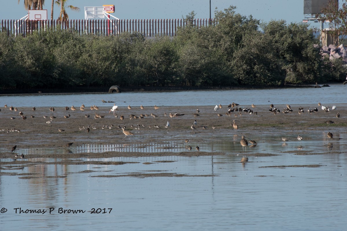 Western Sandpiper - ML65392911