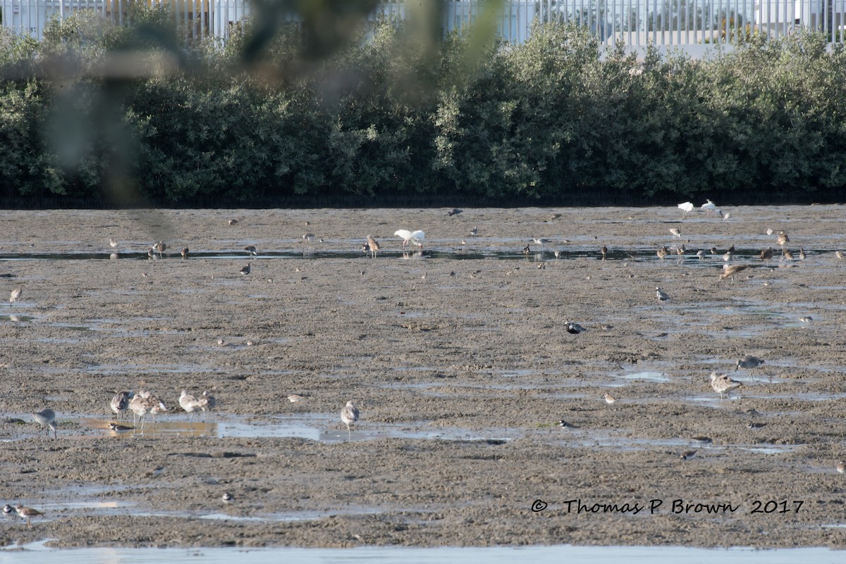 Western Sandpiper - ML65392961