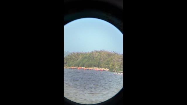American Flamingo - ML653931450